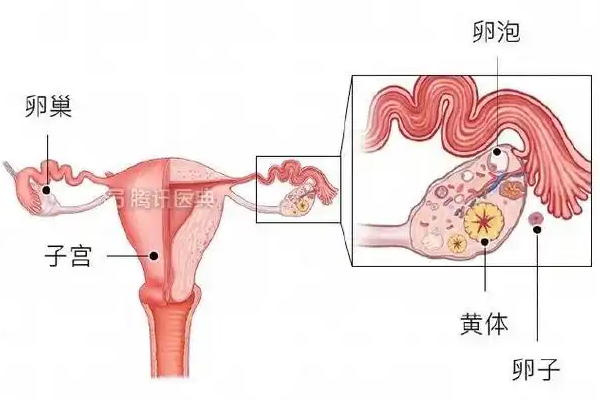 促排卵方案